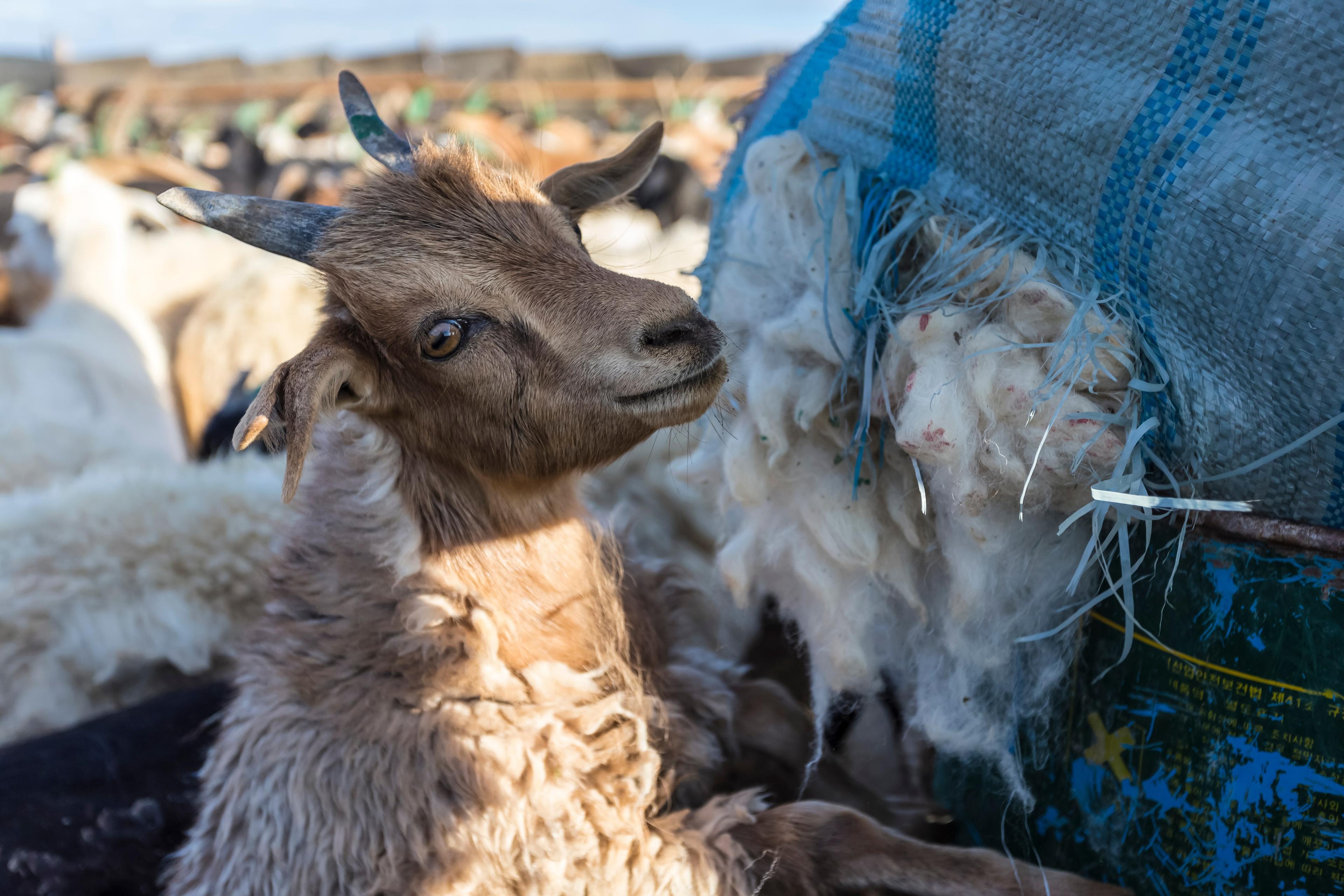 Mongolian goats