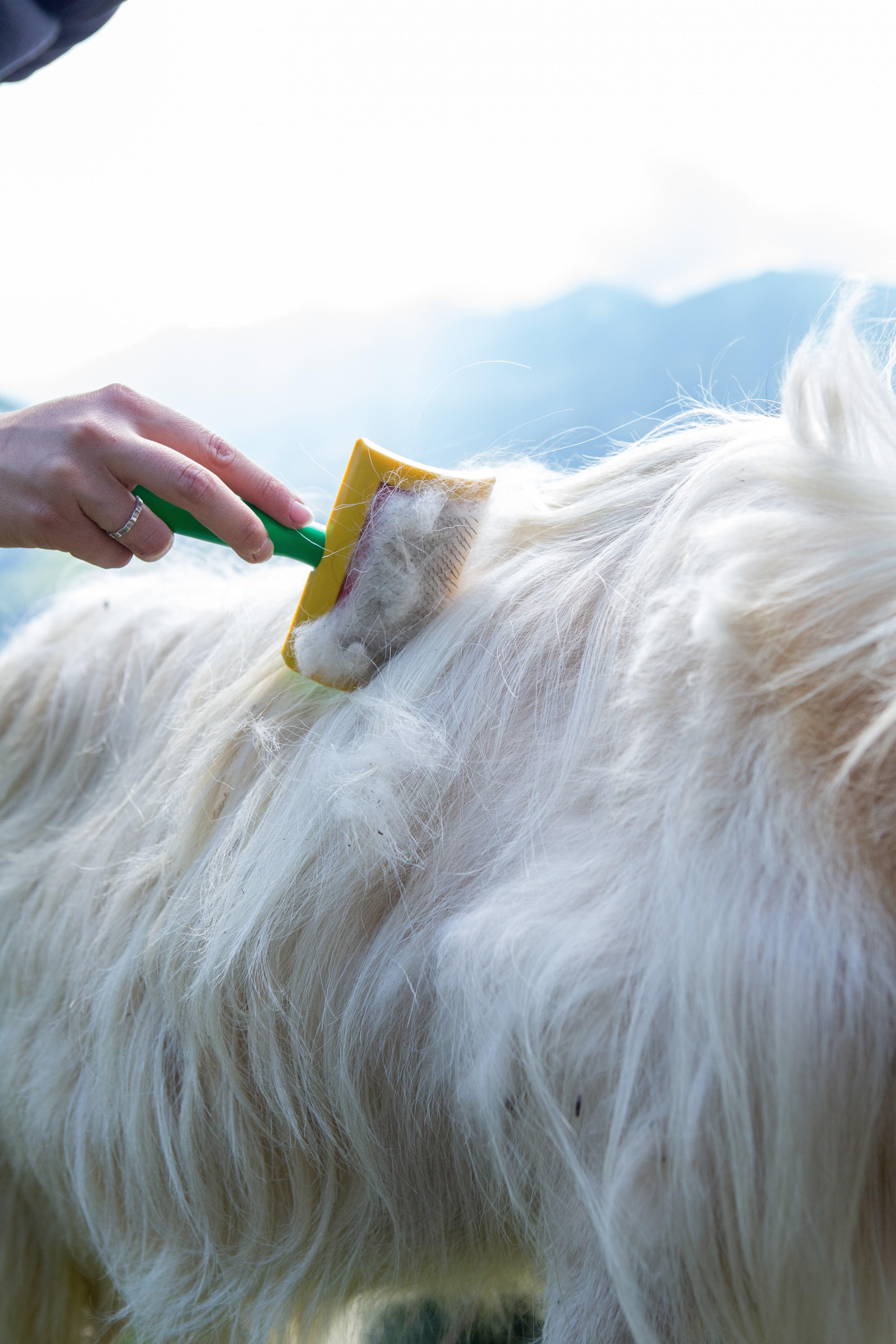 Combing cashmere